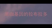 黑咖基因的拉布拉多