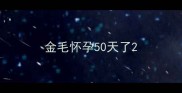 金毛怀孕50天了