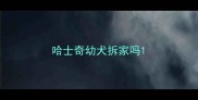 哈士奇幼犬拆家吗