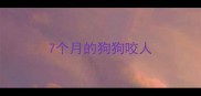 7个月的狗狗咬人