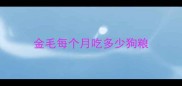 金毛每个月吃多少狗粮