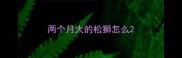 两个月大的松狮怎么