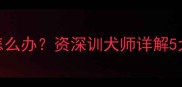 哈士奇幼犬睡觉抖动怎么办资深训犬师详解5大原因及科学应对方案