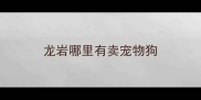 龙岩哪里有卖宠物狗