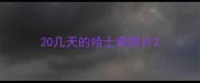 20几天的哈士奇照片