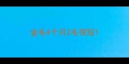 金毛4个月2毛很短