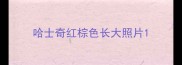 哈士奇红棕色长大照片