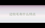 边牧毛有什么特点