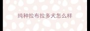纯种拉布拉多犬怎么样