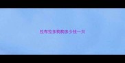 拉布拉多狗狗多少钱一只
