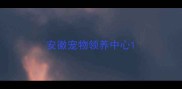 安徽宠物领养中心