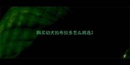 购买幼犬拉布拉多怎么挑选