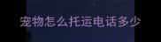 宠物怎么托运电话多少