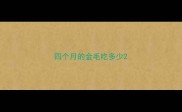 四个月的金毛吃多少