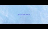 金毛耳朵越大越好