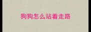狗狗怎么站着走路
