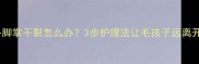 拉布拉多脚掌干裂怎么办3步护理法让毛孩子远离开花困扰
