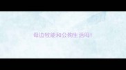 母边牧能和公狗生活吗