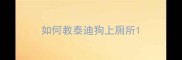 如何教泰迪狗上厕所