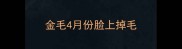 金毛4月份脸上掉毛