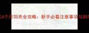 边境牧羊犬4个月饲养全攻略新手必看注意事项与科学喂养方案