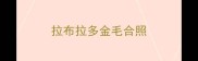 拉布拉多金毛合照