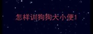 怎样训狗狗大小便