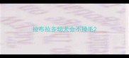 拉布拉多幼犬会不掉毛