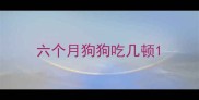六个月狗狗吃几顿
