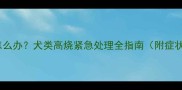 拉布拉多出血高烧怎么办犬类高烧紧急处理全指南附症状识别与家庭护理