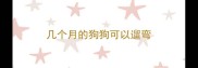几个月的狗狗可以遛弯