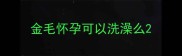 金毛怀孕可以洗澡么