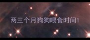 两三个月狗狗喂食时间