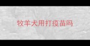 牧羊犬用打疫苗吗