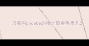 一只名叫phoebe的哈士奇金毛串儿