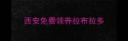 西安免费领养拉布拉多