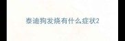 泰迪狗发烧有什么症状