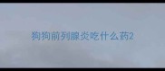 狗狗前列腺炎吃什么药