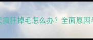 边境牧羊犬疯狂掉毛怎么办全面原因与应对措施