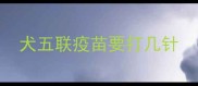 犬五联疫苗要打几针