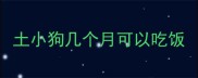 土小狗几个月可以吃饭