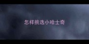 怎样挑选小哈士奇