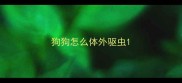 狗狗怎么体外驱虫
