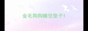 金毛狗狗睡觉垫子