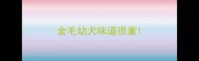 金毛幼犬味道很重
