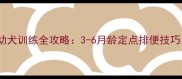 边境牧羊犬幼犬训练全攻略3-6月龄定点排便技巧与注意事项