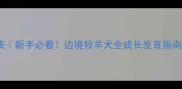 边牧体重身高参照表新手必看边境牧羊犬全成长发育指南附科学喂养方案