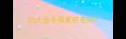 幼犬金毛需要梳毛吗