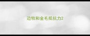 边牧和金毛抵抗力