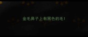 金毛鼻子上有黑色的毛